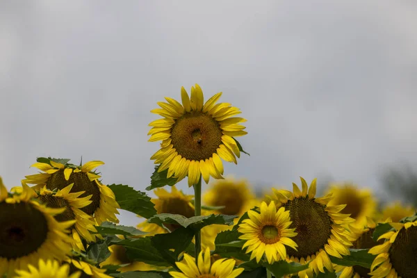 Yellow Sunflowers Field — Stock Photo, Image