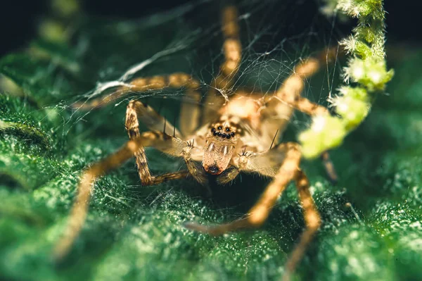 Detailní Záběr Pavouka Rotujícího Svou Pavučinou Rozmazaným Pozadím — Stock fotografie