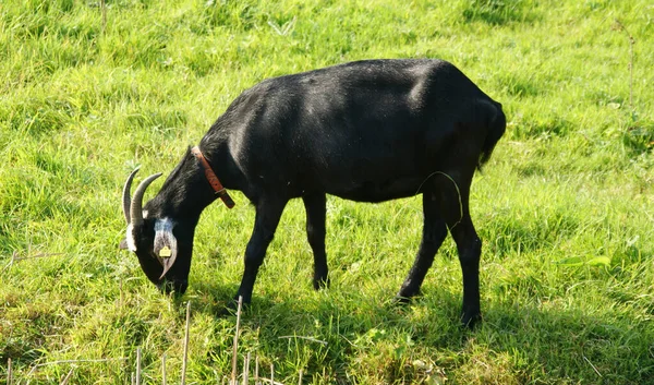 Close Uma Cabra Negra Pastando Campo Gramado Dia Brilhante Zandvoort — Fotografia de Stock