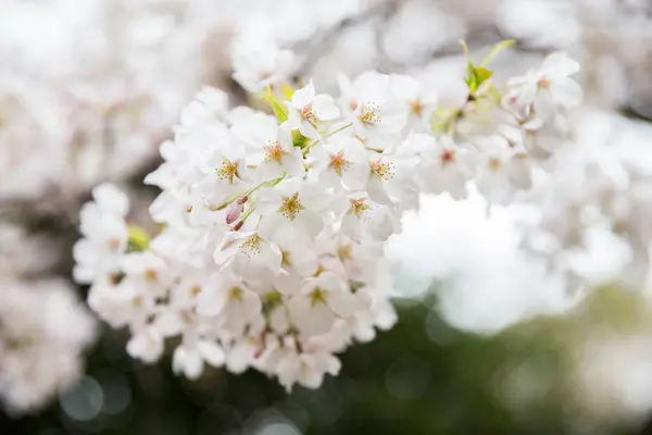 Selektivní Ostření Záběr Bílých Třešňových Květů — Stock fotografie