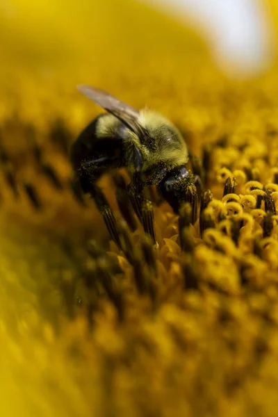 Die Gelben Sonnenblumen Auf Einem Feld — Stockfoto