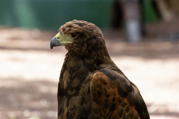 美丽的棕色鹰的肖像 — 图库照片