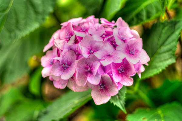 Detailní Záběr Fialové Květy Plamene Phlox Phlox Paniculata — Stock fotografie