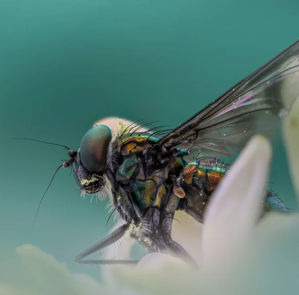 Makro Einer Ruhenden Condylostylus Fliege — Stockfoto