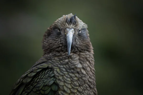 Jediný Alpský Papoušek Kea Světě Milford Sound Novém Zélandu — Stock fotografie