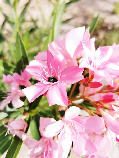 Vertikal Bild Blommande Oleander Buske Närheten Manzanares River Madrid — Stockfoto