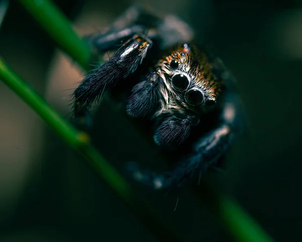 Selektivní Snímek Pavouka Zelené Rostlině Rozmazaným Pozadím — Stock fotografie