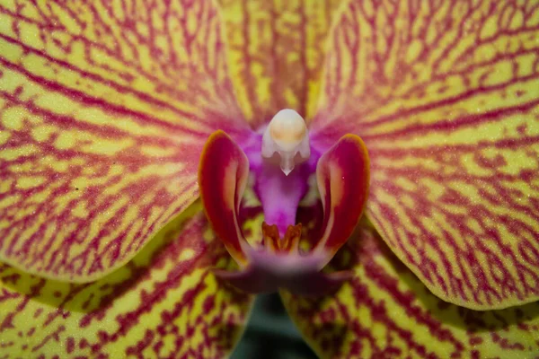 Close Fundo Orquídea Phalaenopsis — Fotografia de Stock