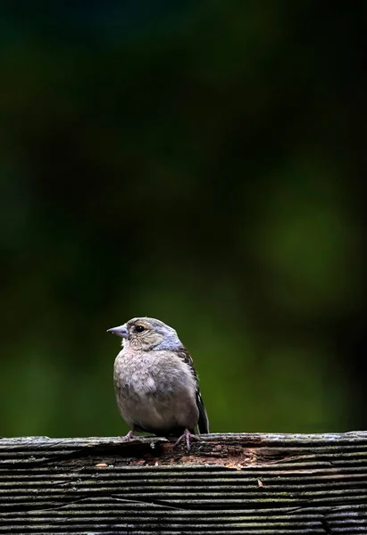 一只褐色的小麻雀栖息在木头上 背靠模糊的背景 — 图库照片