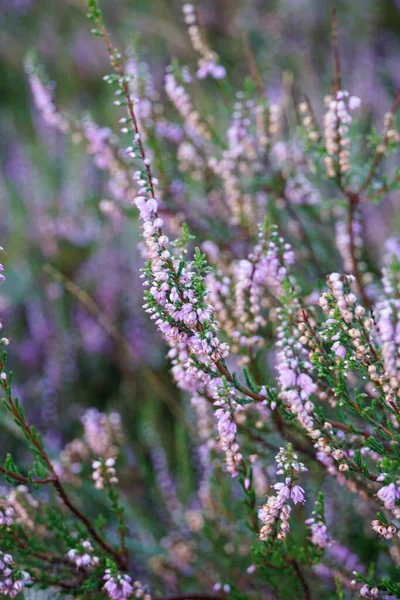 Güzel Lavander Çiçeklerinin Dikey Çekimi — Stok fotoğraf