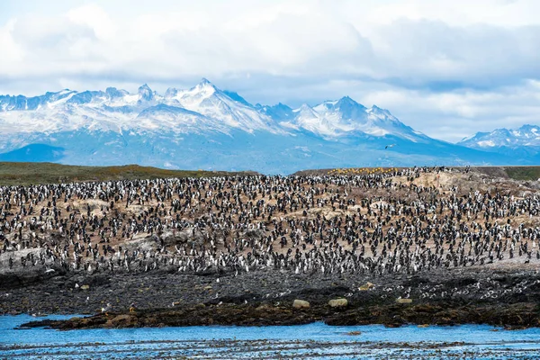 ティエラ フエゴの山々とペンギンの素晴らしい風景 — ストック写真