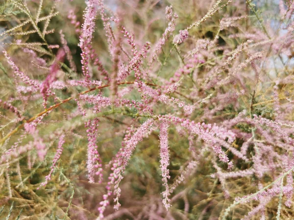 Primo Piano Tamarix Fiorito Nei Dintorni Del Fiume Manzanares Madrid — Foto Stock