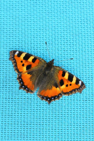 Vertical Shot Orange Butterfly Sitting Light Blue Surfac — Stock Photo, Image