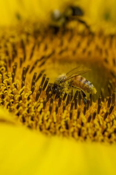 Gele Zonnebloemen Een Veld — Stockfoto