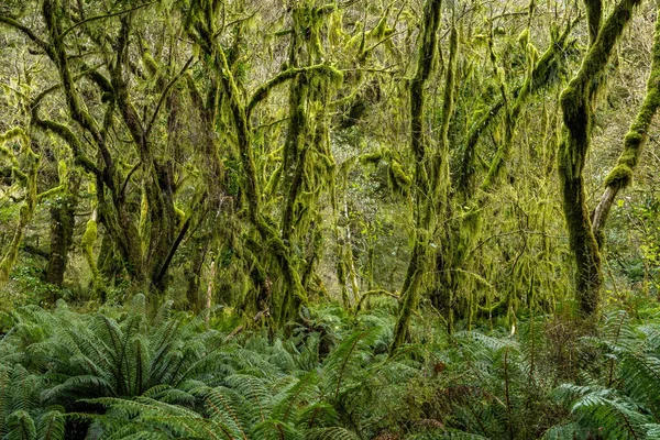 Natureza Parque Nacional Mount Aspiring Nova Zelândia — Fotografia de Stock