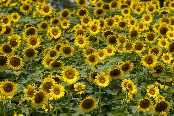 Girasoli Gialli Campo — Foto Stock