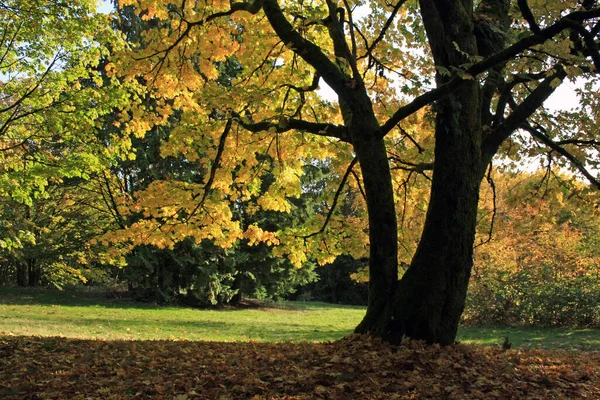 Close Uma Paisagem Parque Com Árvores Douradas Vancouver Canadá — Fotografia de Stock
