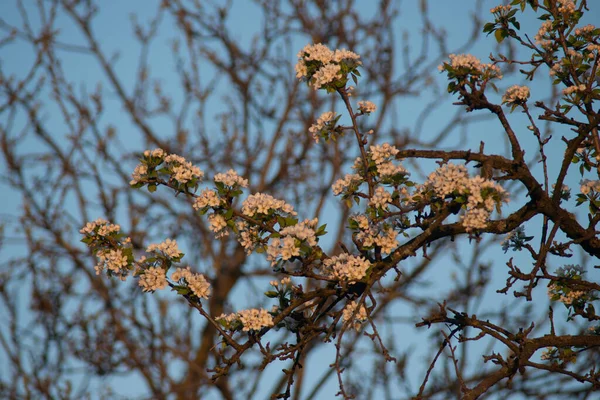 Selektywne Skupienie Pięknego Kwiatu Wiśni Gałęziach Drzew Niewyraźnym Tle — Zdjęcie stockowe