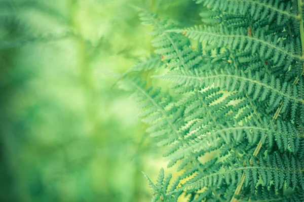 Closeup Shot Fern Leaves Growing Forest — Stock Photo, Image