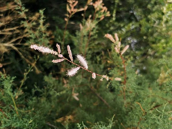 Plan Sélectif Tamarix Fleuri Dans Les Environs Rivière Manzanares Madrid — Photo