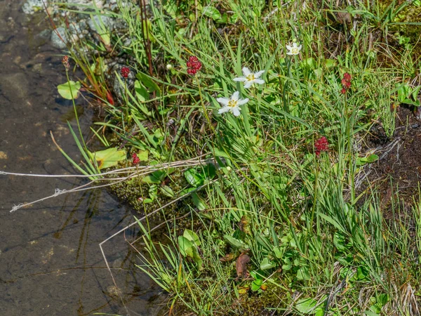 Beau Cliché Plantes Fleurs Blanches Poussant Près Ruisseau — Photo
