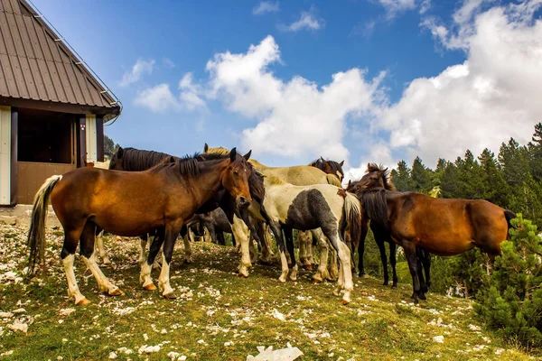 Une Sélection Chevaux Élégants Dans Une Région Montagneuse — Photo