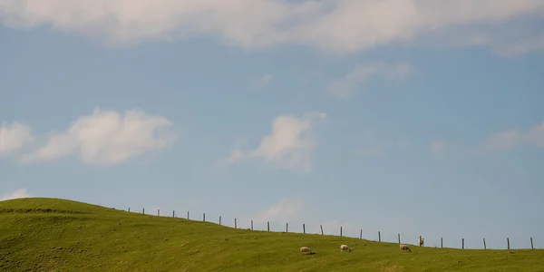 Een Panoramisch Schot Van Grazende Schapen French Pass Nieuw Zeeland — Stockfoto