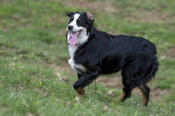 澳大利亚牧羊犬在指导农场动物时跑来跑去 — 图库照片