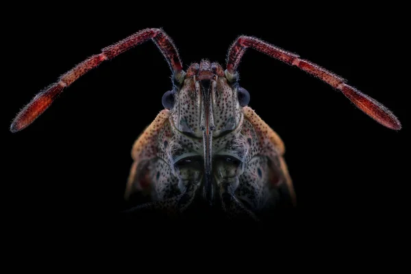 Uma Macro Rosto Bug Árvore Colorido Fundo Preto — Fotografia de Stock