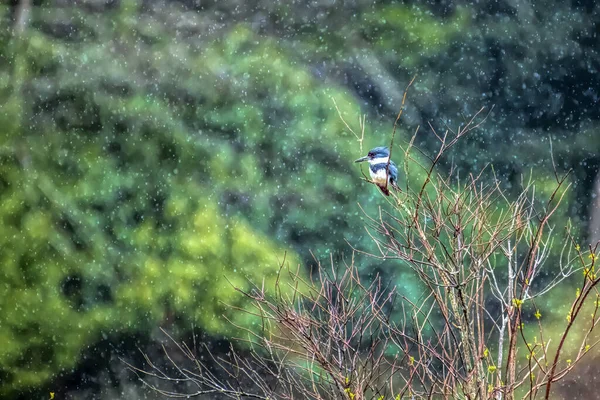 Petit Oiseau Assis Sur Arbre Avec Fond Flou — Photo