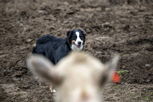 Der Australian Shepherd Hund Läuft Herum Während Die Nutztiere Dirigiert — Stockfoto