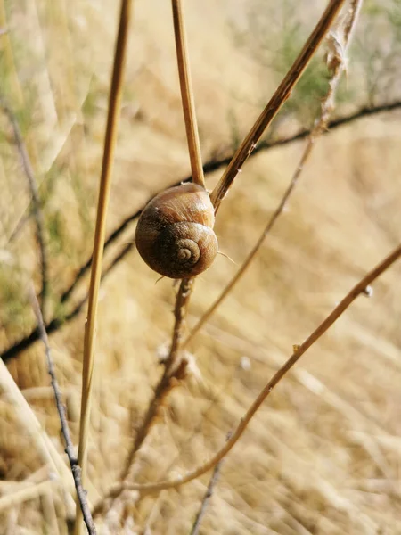 Colpo Verticale Una Lumaca Una Pianta Essiccata Nei Dintorni Del — Foto Stock