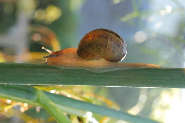 一只蜗牛在背景模糊的植物上的特写镜头 — 图库照片