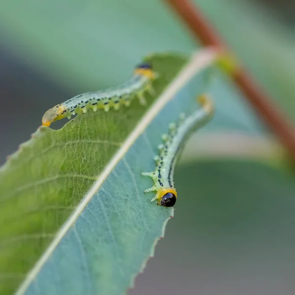 Una Macro Toma Orugas Sobre Una Hoja Verde — Foto de Stock