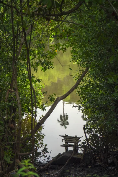 Calm Lake Tree Branches Yurumi Valley Matanzas Cuba — Stock Photo, Image