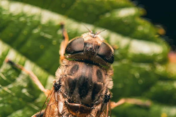 Μια Κορυφαία Εικόνα Μιας Μέλισσας Ένα Φυτό Θολή Φόντο — Φωτογραφία Αρχείου