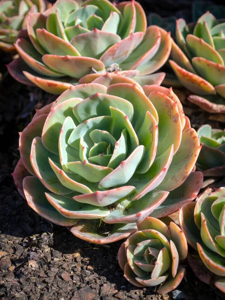 Blick Auf Die Sukkulente Echeveria Secunda Garten — Stockfoto