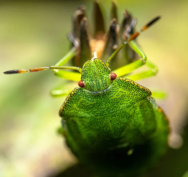 背景がぼやけている花に緑の昆虫のクローズアップショット — ストック写真