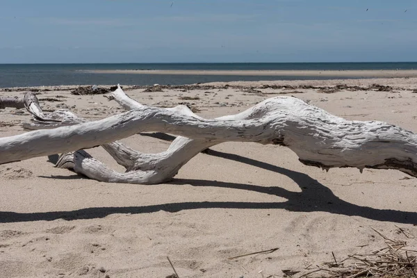 Een Close Van Een Droge Boom Het Zand Kabeljauw Massachusetts — Stockfoto