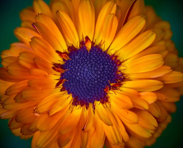 Macro Shot Lovely Calendula Flower Beautiful Yellow Petals — Stock Photo, Image