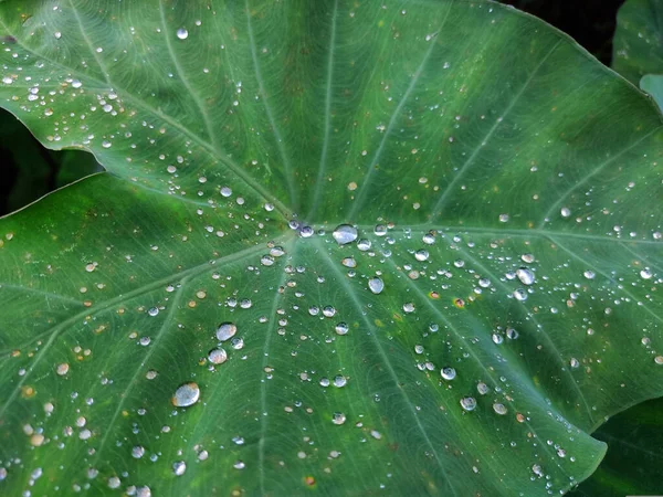 Zbliżenie Ujęcia Zielonego Liścia Kroplami Deszczu — Zdjęcie stockowe