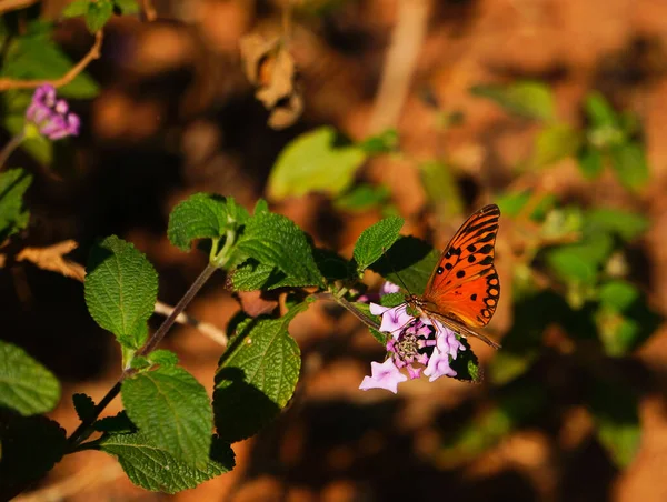 Joli Papillon Sur Une Fleur — Photo