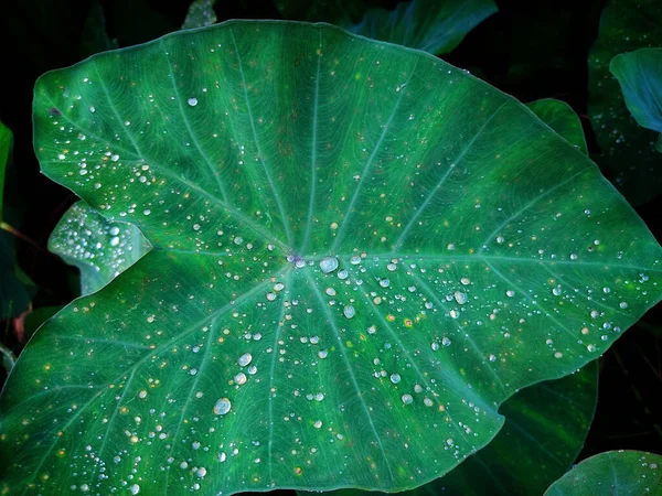 Plan Rapproché Une Feuille Verte Avec Des Gouttes Pluie — Photo