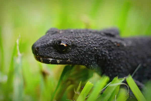 Facial Closeup Female Alpine Newt Ichthyosaura Alpestris Green Grass Garden — Stock Photo, Image