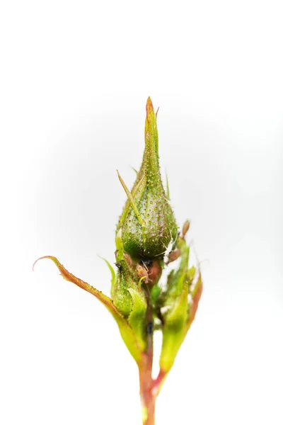 Vertikální Záběr Zeleného Psa Růže Květina Pupen Izolované Bílém Pozadí — Stock fotografie