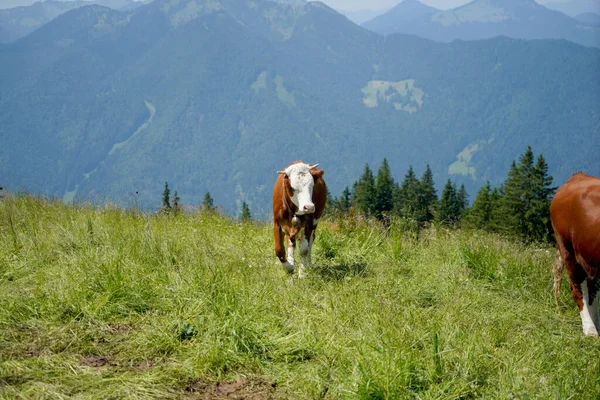 Hnědá Bílá Kráva Farmě Krásné Hory Pozadí — Stock fotografie