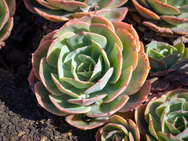 Άποψη Της Echeveria Secunda Γλαύκωμα Echeveria Χυμώδες Φυτό Στον Κήπο — Φωτογραφία Αρχείου