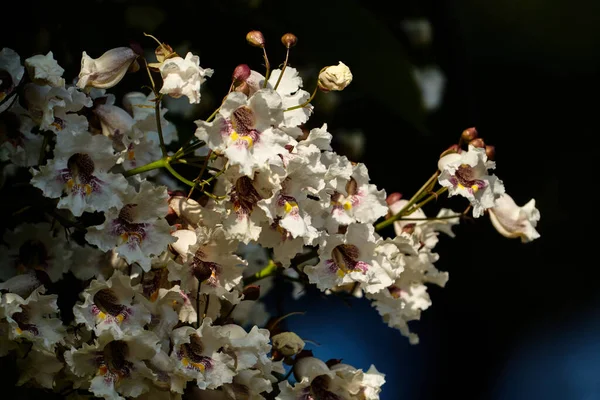 Uma Foto Close Uma Catalpa Branca Sul Fundo Preto — Fotografia de Stock