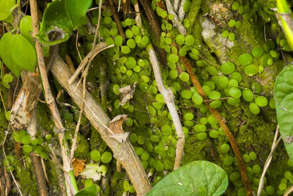 Maiden Hair Fern Adiantum Primer Plano Guatemala Centroamérica —  Fotos de Stock