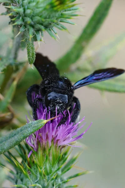 Вертикальный Крупный План Фиолетовой Плотоядной Пчелы Xylocopa Violacea Потягивающей Нектар — стоковое фото